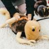 The Petting Zoo Cave Cricket Stuffed Animal Plushie, Gifts for Kids, Wild Onez Insect Animals, Brown Cricket Plush Toy, 12 inches
