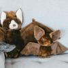 The Petting Zoo Grey Wolf Stuffed Animal Plushie, Gifts for Kids, Scoopz Wildlife Animals, Wolf Plush Toy, 8 inches(Bat)