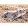 The Petting Zoo Horned Frog Lizard Stuffed Animal Plushie, Gifts for Kids, Wild Onez Reptile Animals, Lizard Plush Toy 20 Inches