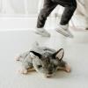 The Petting Zoo Sugar Glider Stuffed Animal Plushie, Gifts for Kids, Wild Onez Wildlife Animals, Sugar Glider Plush Toy 9 inches
