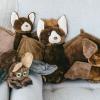 The Petting Zoo Bat Stuffed Animal Plushie, Gifts for Kids, Wild Onez Zoo Animals, Bat Plush Toy 12 Inches