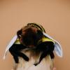 The Petting Zoo Bee Stuffed Animal Plushie, Gifts for Kids, Wild Onez Insect Animals, Yellow Bee Plush Toy, 12 inches