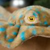 The Petting Zoo Blue-Spotted Stingray Stuffed Animal Plushie, Gifts for Kids, Earth Keeperz Sealife Animals, Zoologee Blue-Spotted Stingray Plush Toy, 22 inches