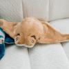 The Petting Zoo Cownose Stingray Stuffed Animal Plushie, Gifts for Kids, Earth Keeperz Sealife Animals, Zoologee Brown Stingray Plush Toy, 16 inches