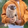 The Petting Zoo Marmot Stuffed Animal Plushie, Gifts for Kids, Wild Onez Animals, Marmot Plush Toy, 9 inches