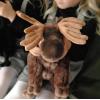 The Petting Zoo Moose Stuffed Animal Plushie, Gifts for Kids, Earth Keeperz Wildlife Animals, Zoologee Moose Plush Toy, 13 inches