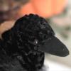 The Petting Zoo Raven Stuffed Animal Plushie, Gifts for Kids, Wild Onez Wildlife Animals, Black Raven Plush Toy 12 Inches