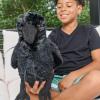 The Petting Zoo Raven Stuffed Animal Plushie, Gifts for Kids, Wild Onez Wildlife Animals, Black Raven Plush Toy 12 Inches