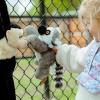 The Petting Zoo Ring-Tailed Lemur Stuffed Animal Plushie, Gifts for Kids, Earth Keeperz Wildlife Animals, Zoologee Gray Ring-Tailed Lemur Plush Toy, 10 inches