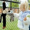 The Petting Zoo Ring-Tailed Lemur Stuffed Animal Plushie, Gifts for Kids, Earth Keeperz Wildlife Animals, Zoologee Gray Ring-Tailed Lemur Plush Toy, 10 inches
