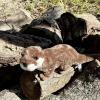 The Petting Zoo River Otter Stuffed Animal Plushie, Gifts for Kids, Earth Keeperz Wildlife Animals, Zoologee Brown River Otter Plush Toy, 17 inches