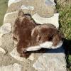 The Petting Zoo River Otter Stuffed Animal Plushie, Gifts for Kids, Earth Keeperz Wildlife Animals, Zoologee Brown River Otter Plush Toy, 17 inches