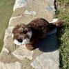The Petting Zoo River Otter Stuffed Animal Plushie, Gifts for Kids, Earth Keeperz Wildlife Animals, Zoologee Brown River Otter Plush Toy, 17 inches
