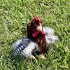 The Petting Zoo Chicken Rooster Stuffed Animal Plushie, Gifts for Kids, Wild Onez Wildlife Animals, Chicken Plush Toy 9 inches