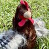 The Petting Zoo Chicken Rooster Stuffed Animal Plushie, Gifts for Kids, Wild Onez Wildlife Animals, Chicken Plush Toy 9 inches