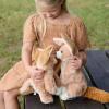 The Petting Zoo Fennec Fox Stuffed Animal, Gifts for Kids, Wild Onez Zoo Animals, Fennec Fox Plush Toy 9 inches